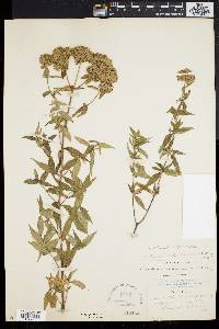 Pycnanthemum × clinopodioides image