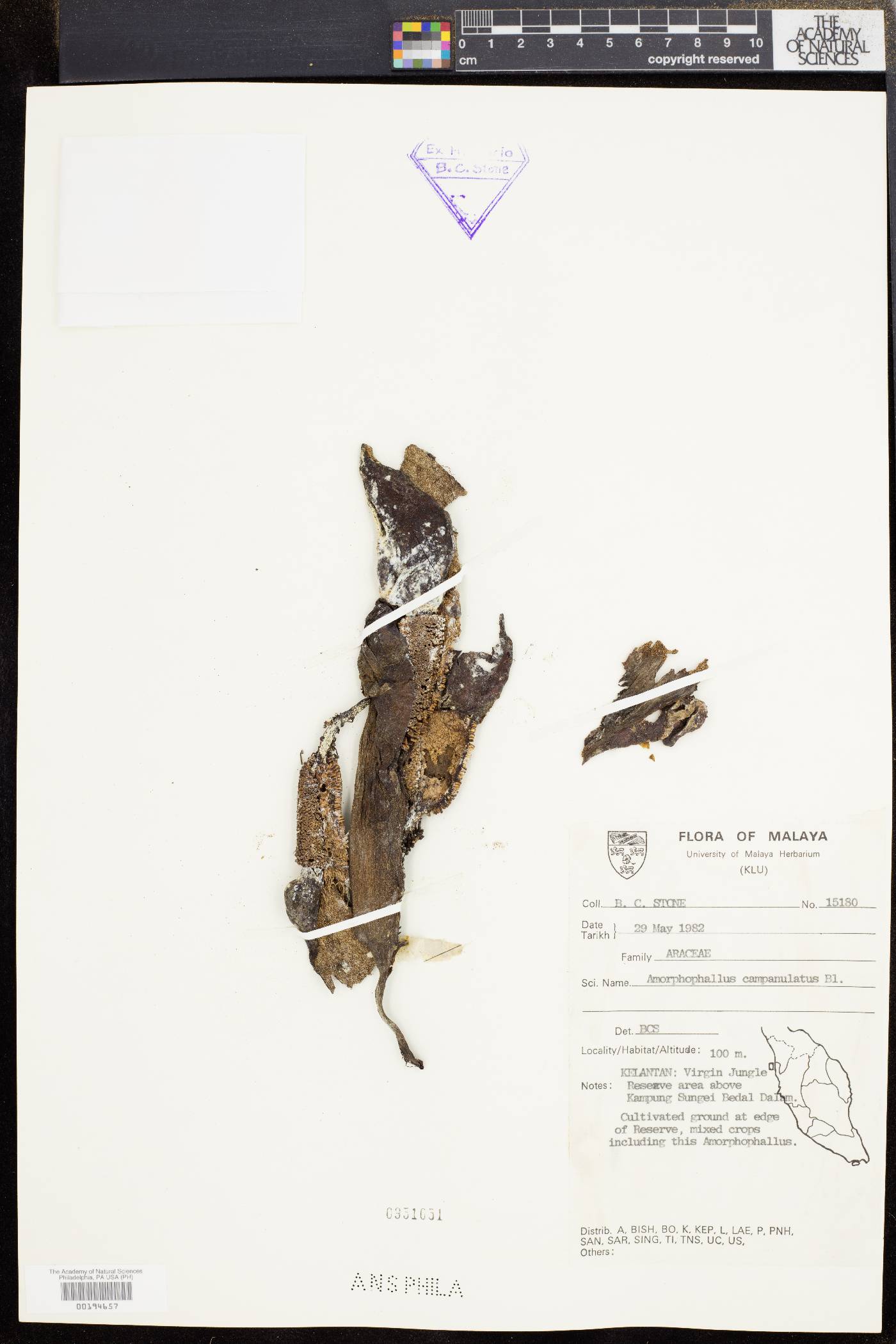Amorphophallus campanulatus image