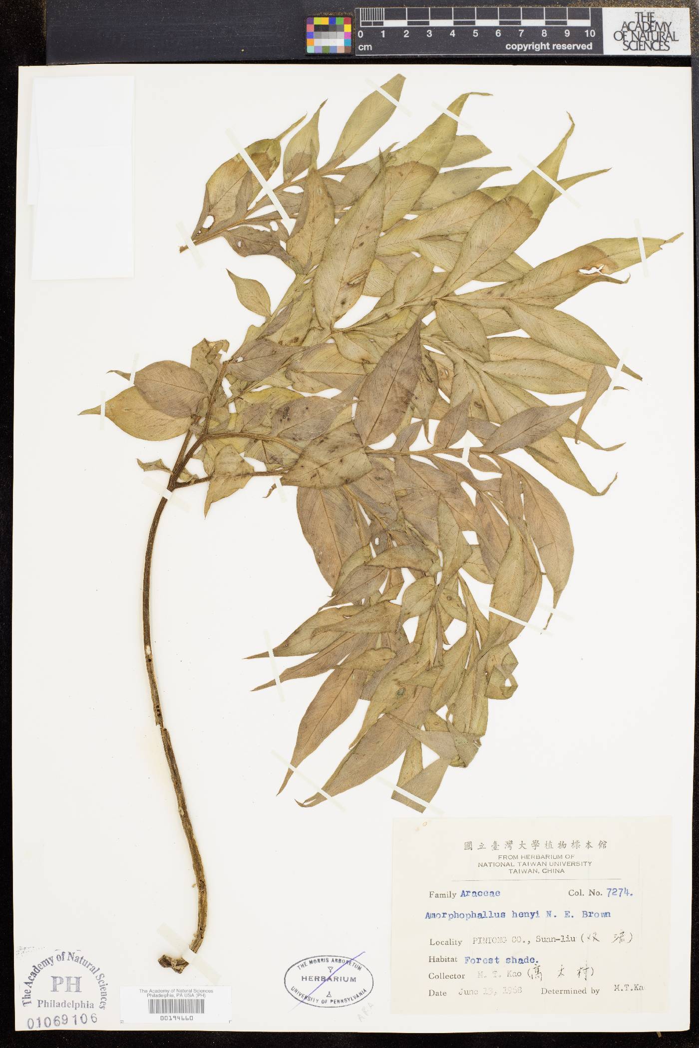 Amorphophallus henryi image