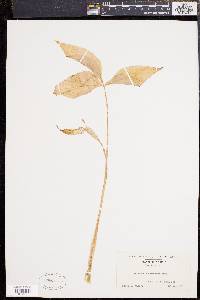 Image of Arisaema acuminatum