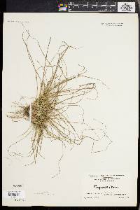 Carex abdita image