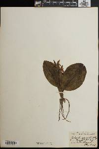 Galeorchis spectabilis image