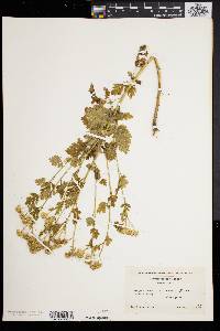Chrysanthemum parthenium image