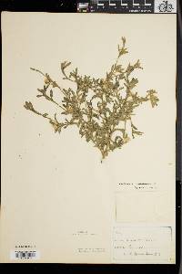 Centaurea melitensis image