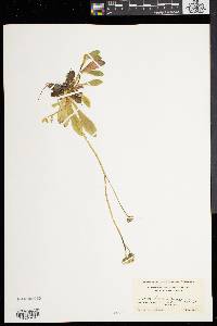 Hieracium × flagellare image