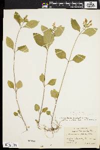 Scutellaria ovalifolia image