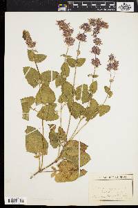 Salvia verticillata image