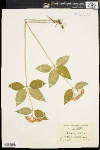 Asclepias quadrifolia image