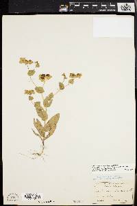 Bupleurum lancifolium image