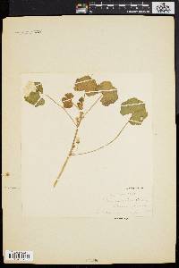 Image of Malva rotundifolia
