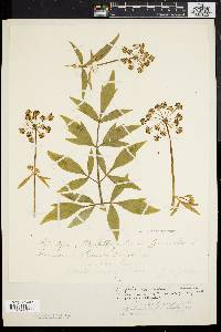 Image of Angelica officinalis