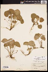 Image of Viola renifolia