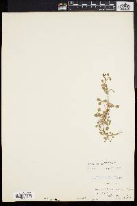 Image of Trifolium saxicola