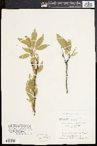 Prunus munsoniana image
