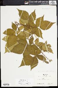Rubus ithacanus image