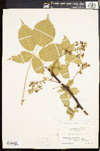 Rubus × avipes image