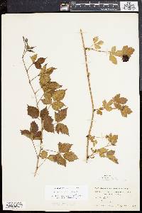 Image of Rubus plicatifolius
