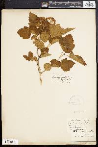 Image of Spiraea opulifolia