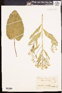 Armoracia lapathifolia image