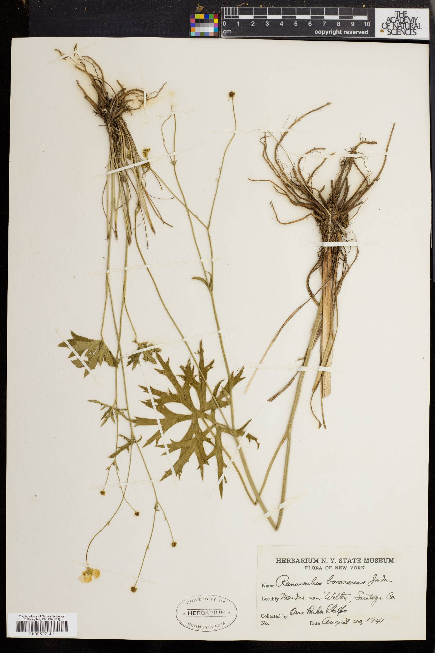 Ranunculus boreanus image