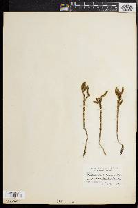 Salicornia bigelovii image