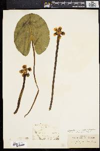 Nuphar variegatum image