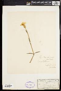 Dianthus chinensis image