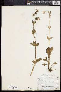 Lychnis dioica image
