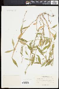 Image of Persicaria ruderalis
