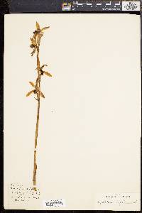 Image of Cymbidium aloifolium
