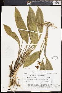 Image of Cymbidium lancifolium