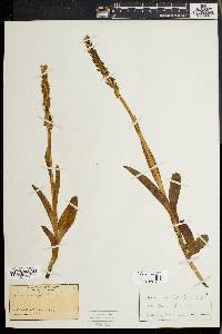 Platanthera hyperborea var. hyperborea image