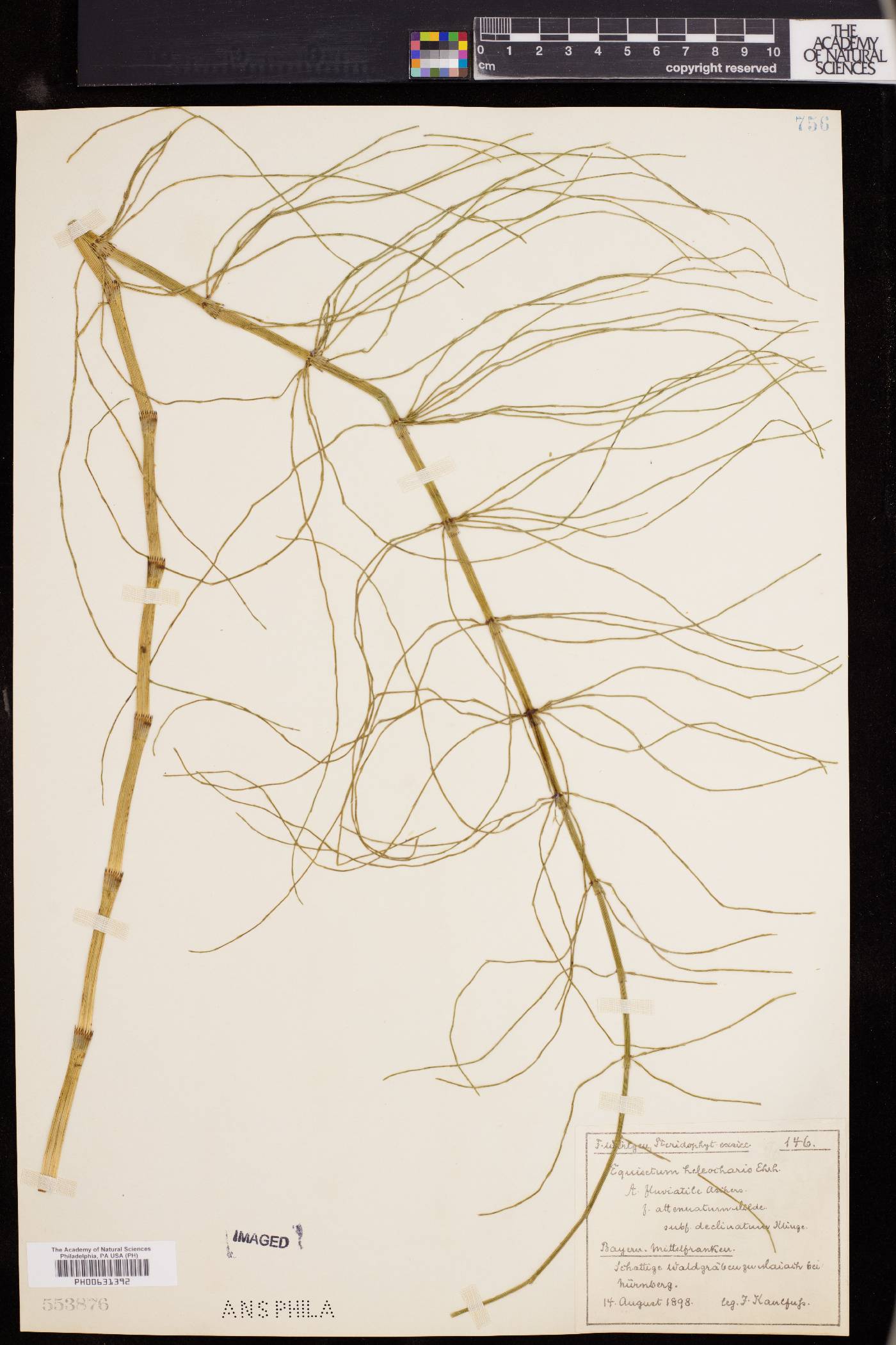 Equisetum heleocharis image