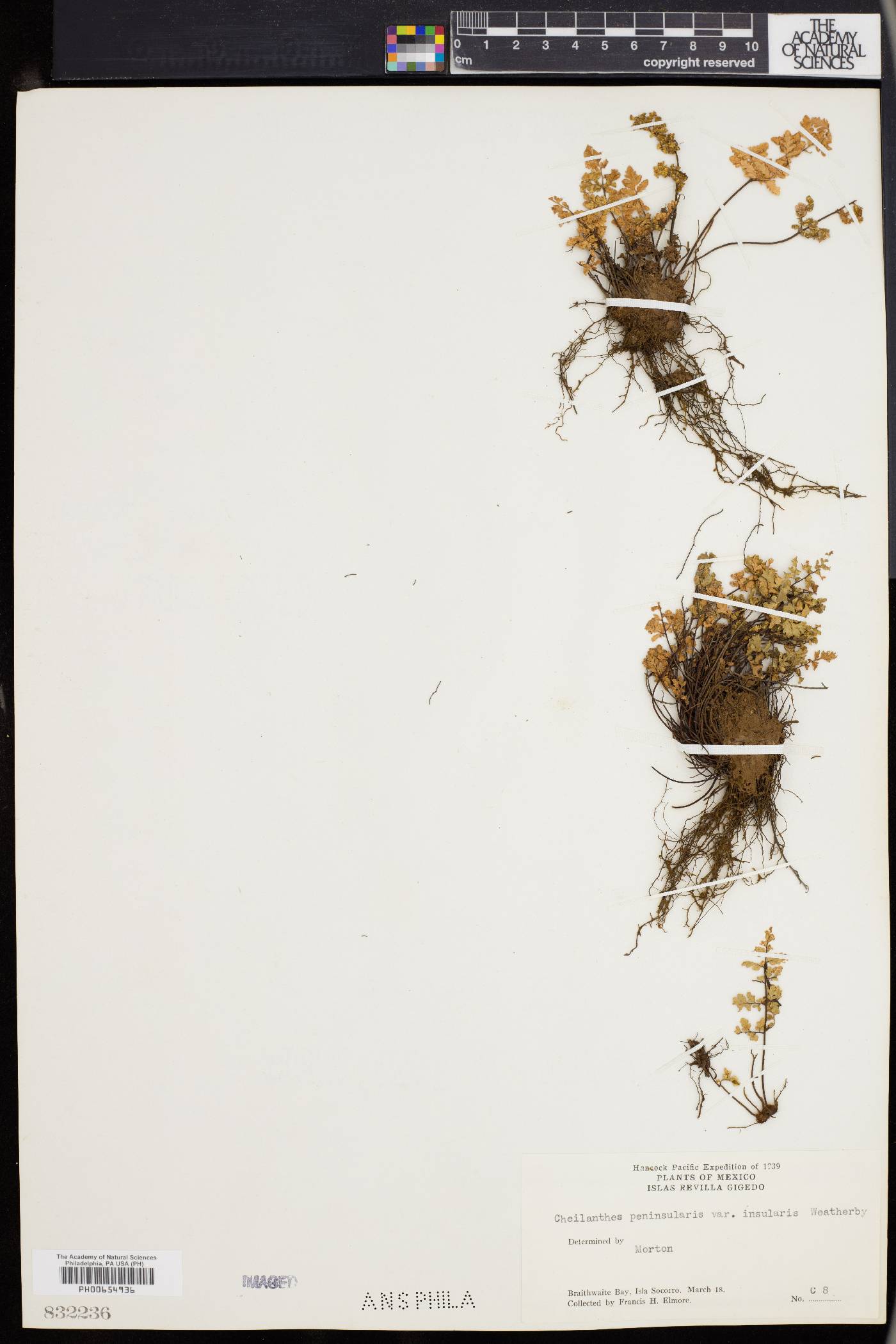 Myriopteris peninsularis image