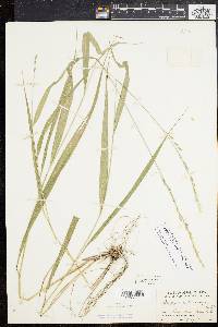 Oryzopsis racemosa image
