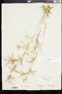 Image of Panicum caerulescens
