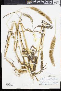 Setaria viridis var. major image