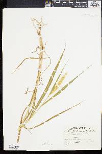Setaria viridis image