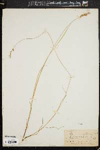 Carex diandra image