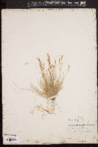 Carex varia image