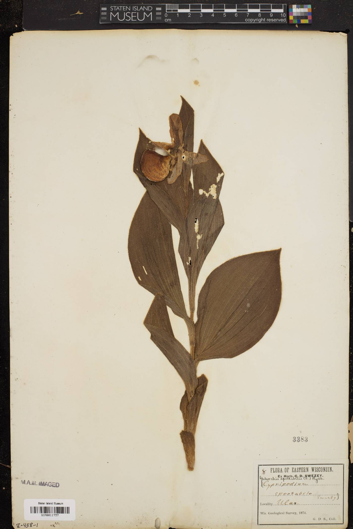 Galeorchis spectabilis image