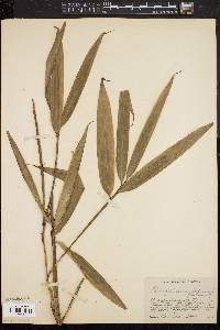 Arundinaria japonica image
