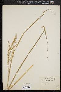 Image of Panicum brevifolium