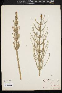 Equisetum limosum image
