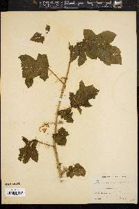Image of Solanum sisymbriifolium