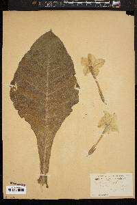 Image of Nicotiana longiflora