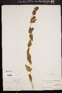Image of Gentiana quinqueflora
