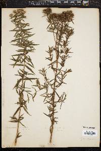 Image of Pycnanthemum lanceolatum