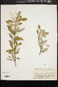 Image of Elaeagnus parvifolia