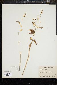 Image of Collinsia bicolor